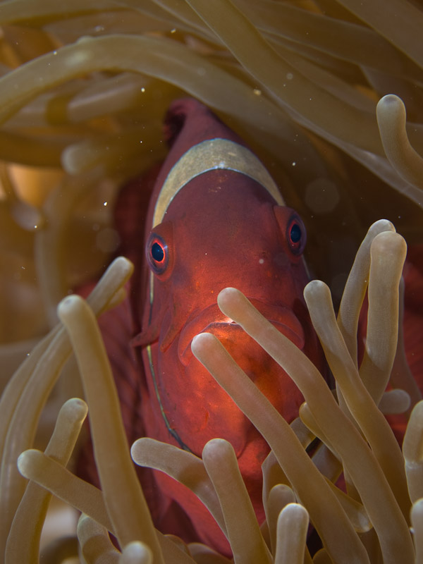 Photo at Celah Celah:  Spinecheek anemonefish