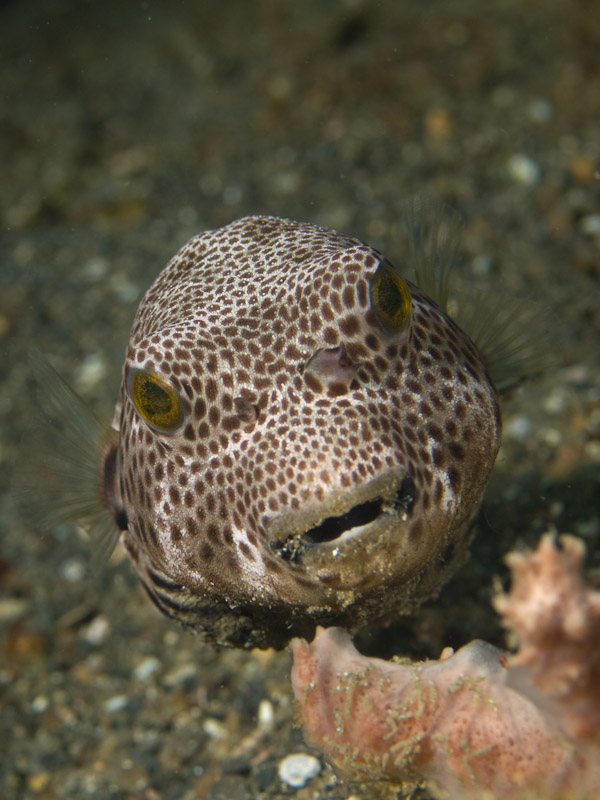 Photo at Tandu Rusa:  Starry toadfish