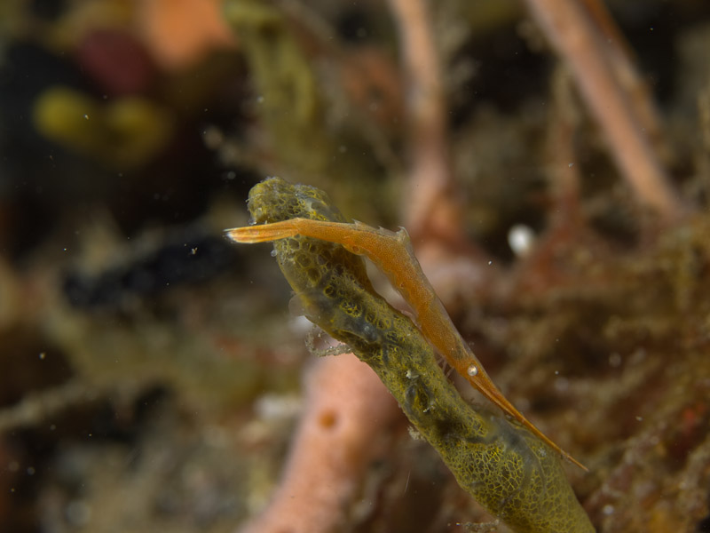 Photo at Tandu Rusa:  Long-nosed shrimp