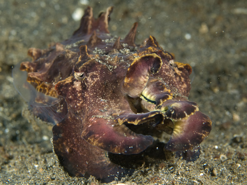 Photo at Magic Crack:  Flamboyant Cuttlefish