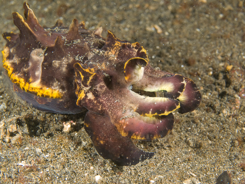 Photo at Magic Crack:  Flamboyant Cuttlefish