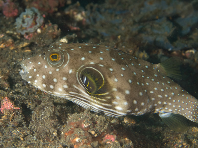 Photo at Magic Crack:  White-spotted puffer