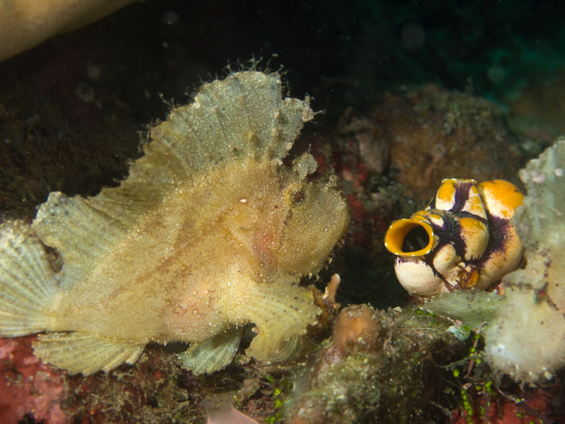 Photo at Magic Crack:  Leaf scorpionfish