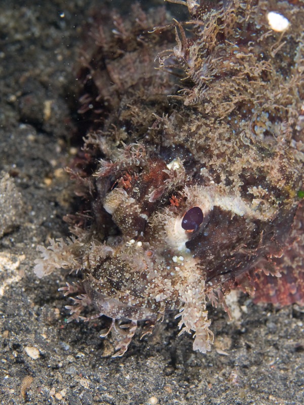 Photo at Jahir I:  Raggy scorpionfish