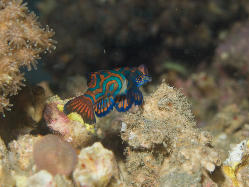 Photo at Aer Prang:  Mandarinfish