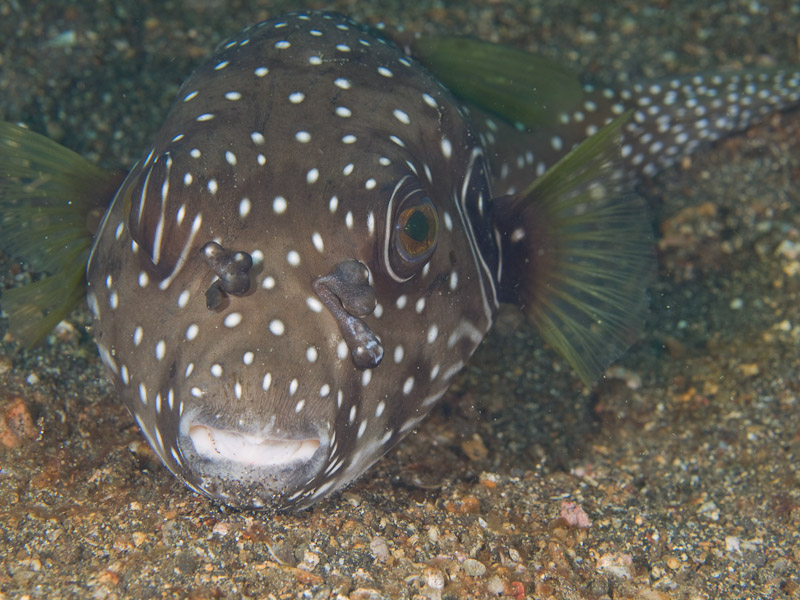 Photo at Makewide:  White-spotted puffer