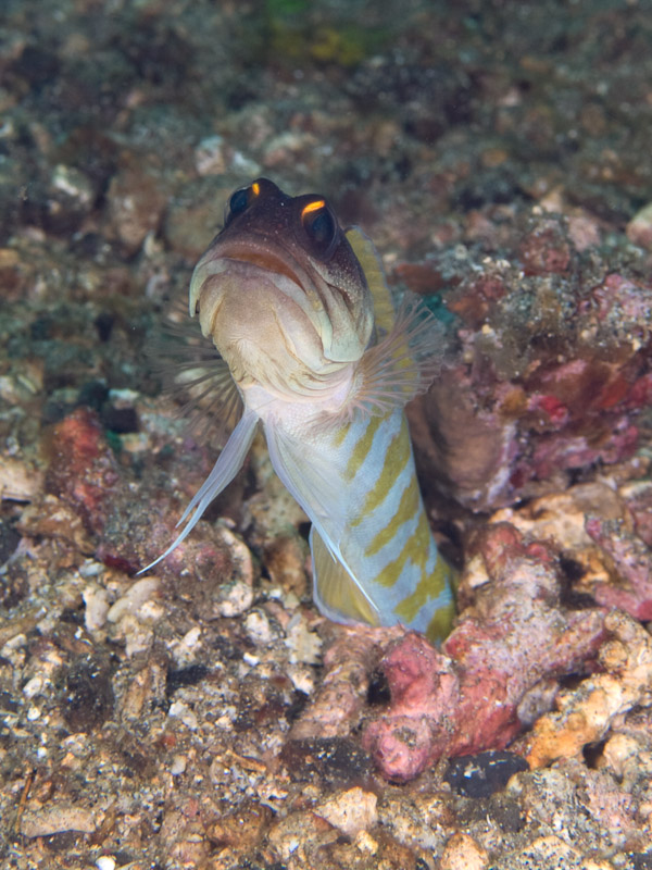 Photo at Makewide:  Yellowbarred jawfish