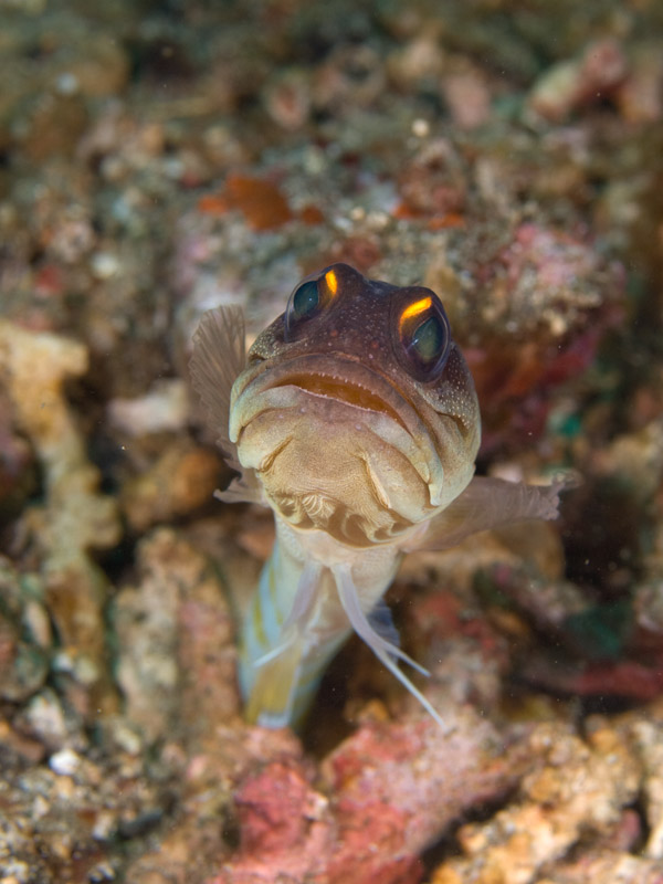 Photo at Makewide:  Yellowbarred jawfish