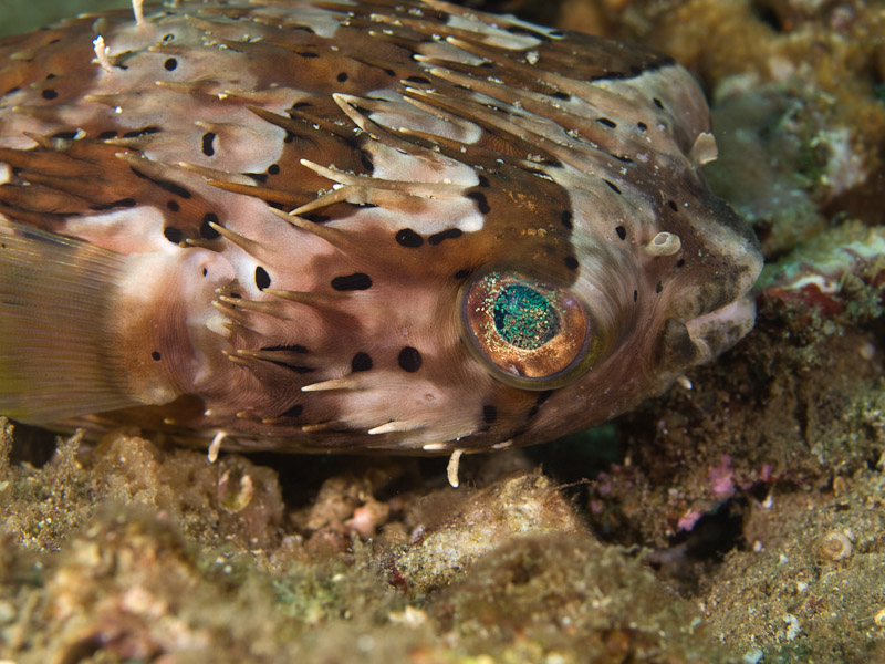 Photo at Makewide:  Long-spine porcupinefish