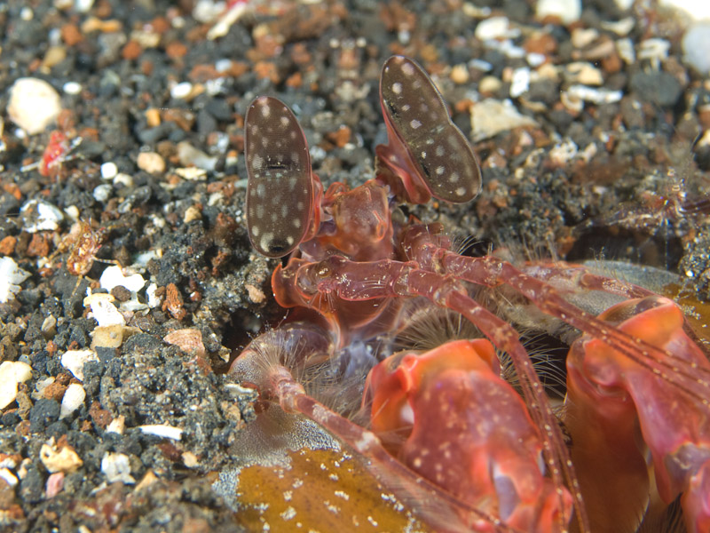 Photo at Aw Shucks:  Mantis shrimp