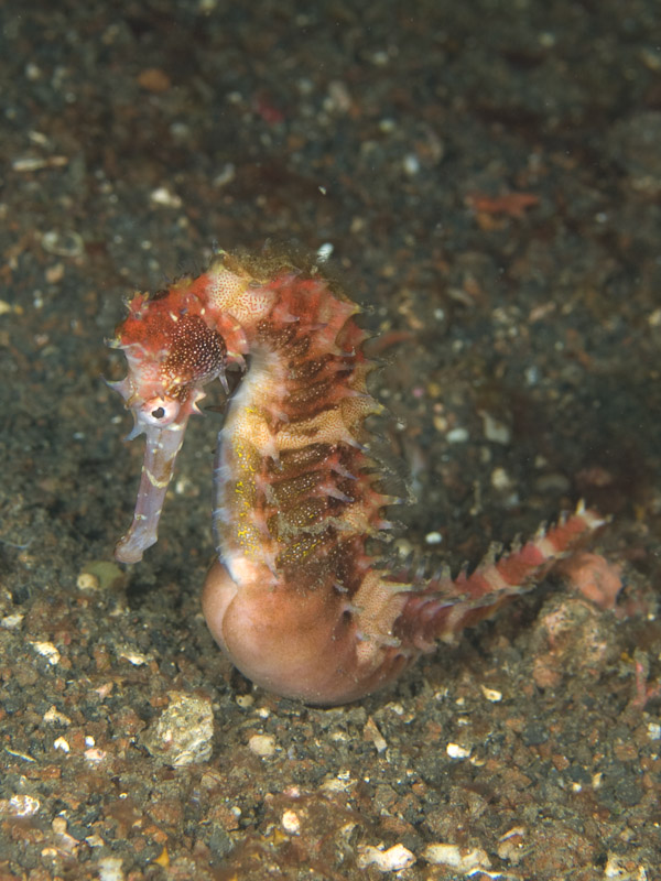 Photo at Aw Shucks:  Thorny seahorse