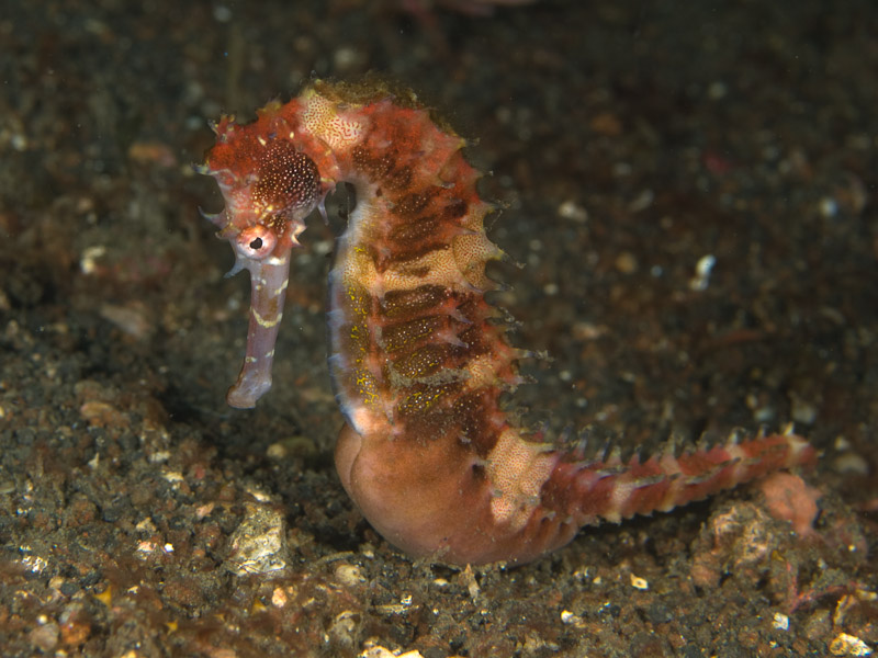 Photo at Aw Shucks:  Thorny seahorse
