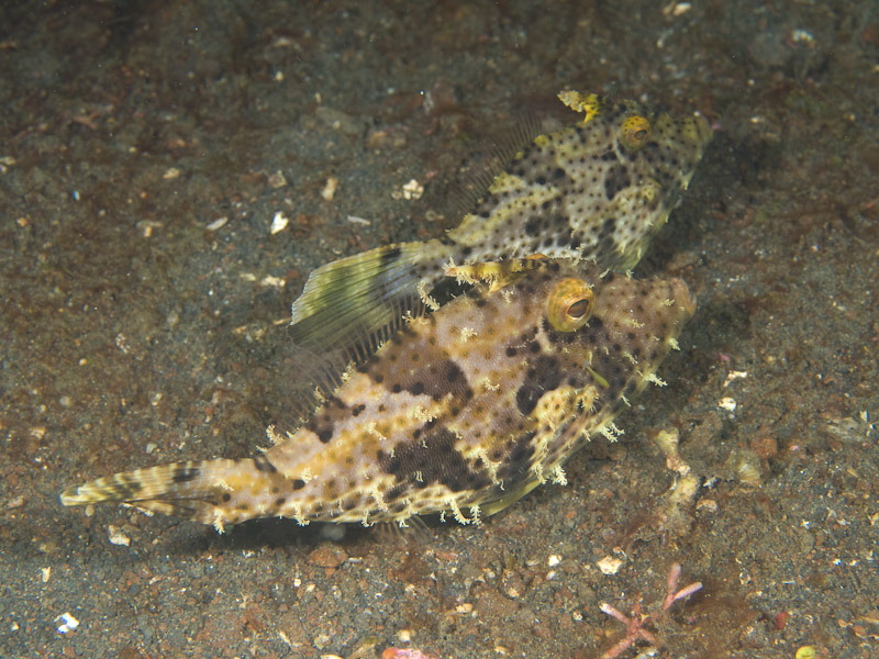 Photo at Aw Shucks:  Strap-weed filefish