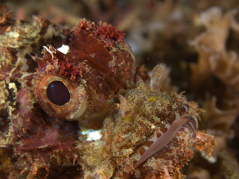 Photo at Aw Shucks:  Tasselled scorpionfish
