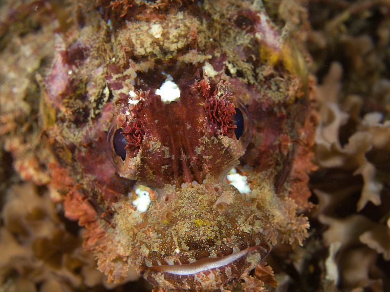 Photo at Aw Shucks:  Tasselled scorpionfish