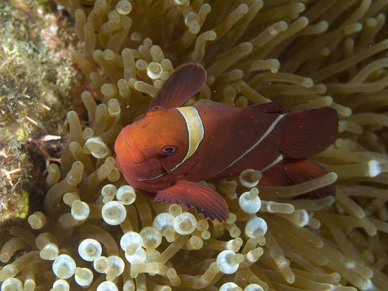 Photo at Aw Shucks:  Spinecheek anemonefish