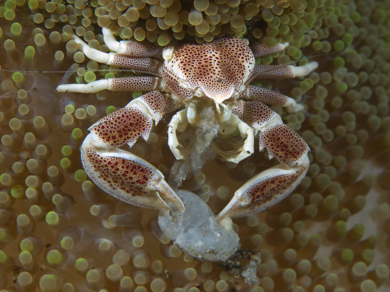 Photo at Retak Larry:  Porcelain crab