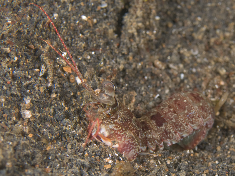 Photo at Retak Larry:  Mantis shrimp