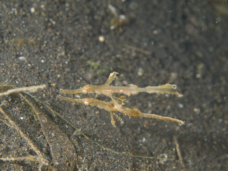 Photo at Retak Larry:  Delicate ghostpipefish