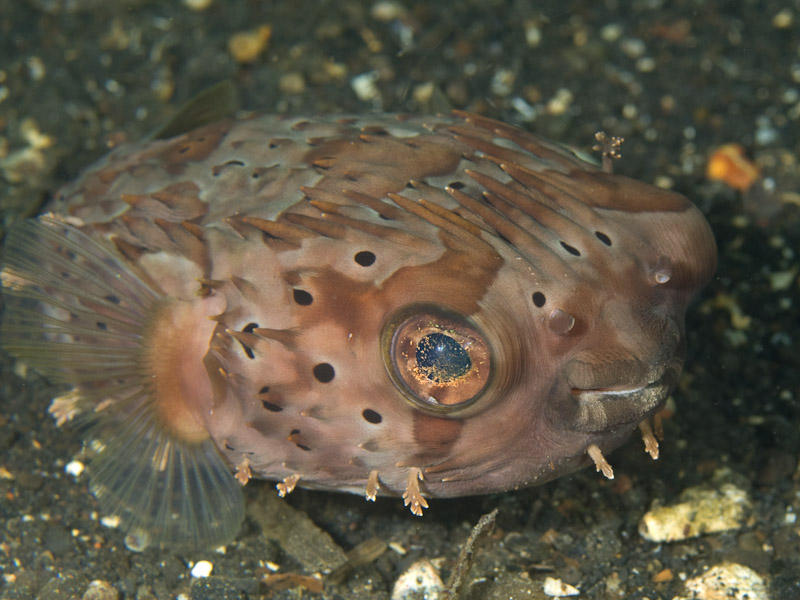 Photo at Retak Larry:  Long-spine porcupinefish