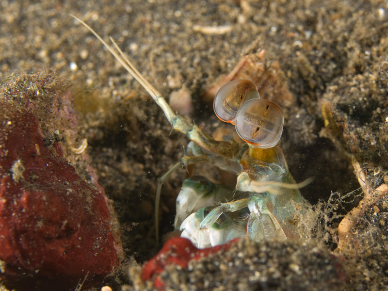 Photo at Jahir I:  Mantis shrimp