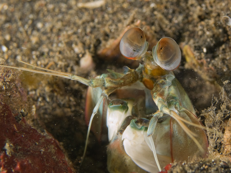 Photo at Jahir I:  Mantis shrimp