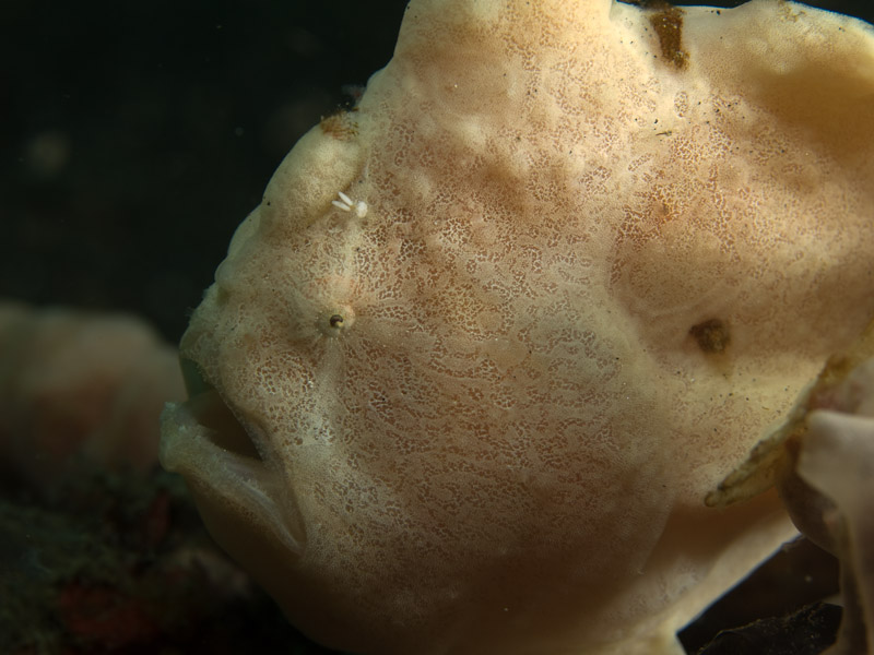 Photo at Jahir I:  Commerson's frogfish