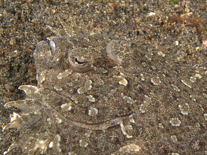Photo at Jahir I:  Leopard flounder