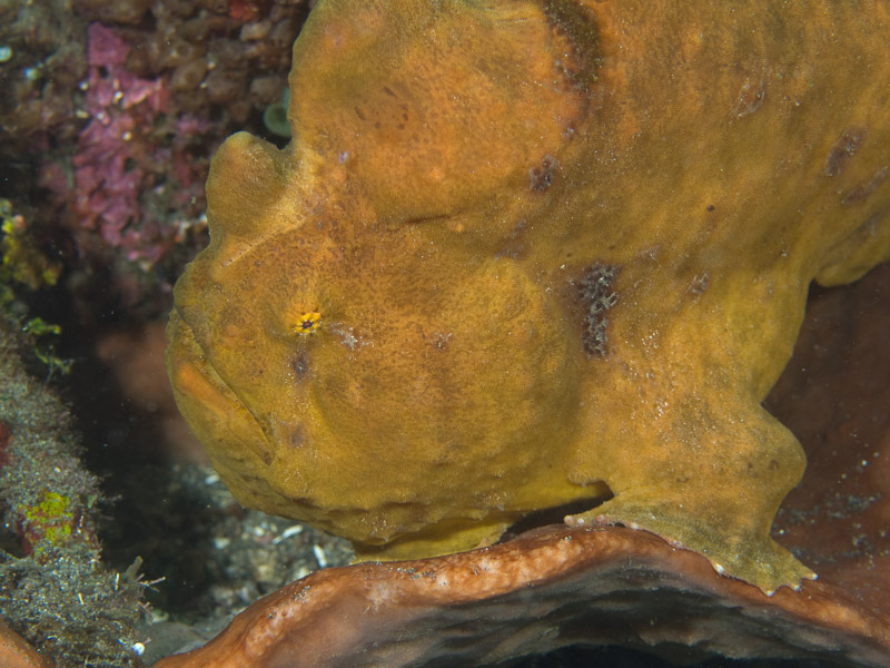 Photo at Jahir I:  Commerson's frogfish
