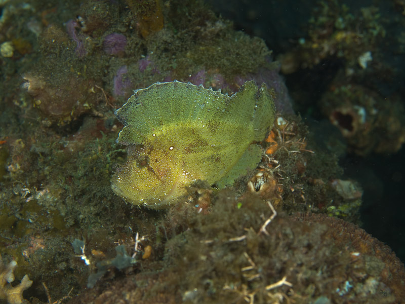 Photo at Jahir I:  Leaf scorpionfish