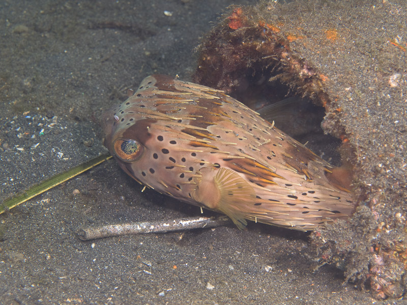 Photo at Jahir I:  Long-spine porcupinefish