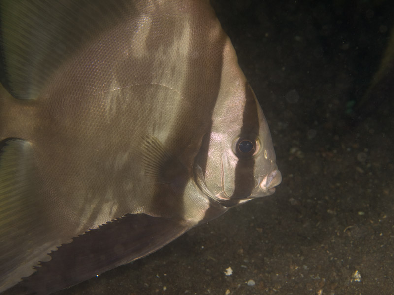 Photo at Teluk Kembulah II:  Orbicular Batfish