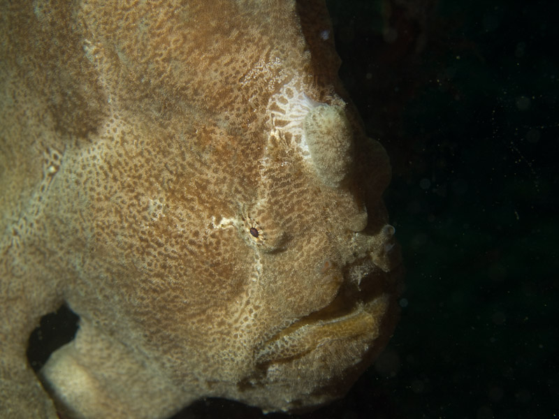 Photo at Teluk Kembulah II:  Frogfish