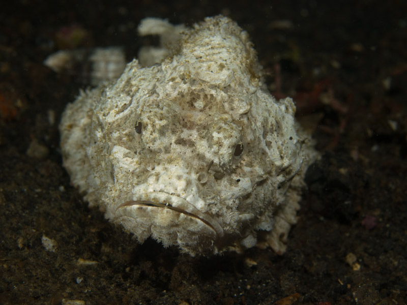 Photo at Teluk Kembulah II:  False stonefish
