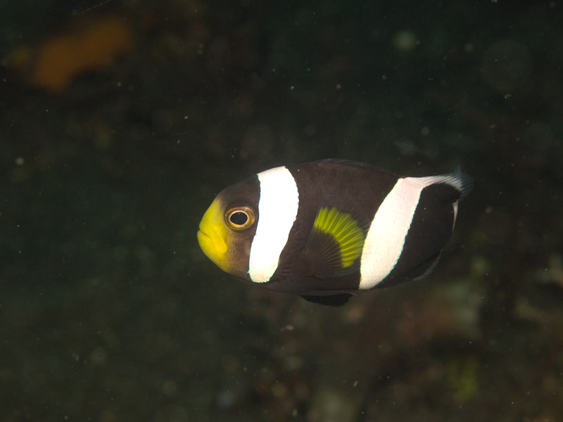 Photo at Teluk Kembulah II:  Saddleback clownfish