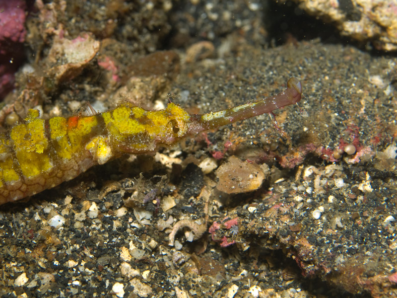 Photo at Nudi's Retreat:  Ornate pipefish