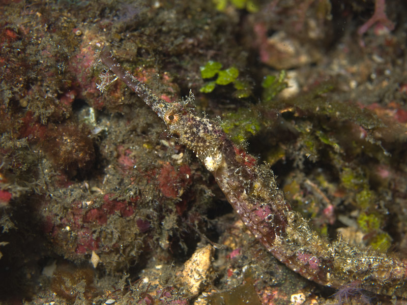 Photo at Nudi's Retreat:  Ornate pipefish