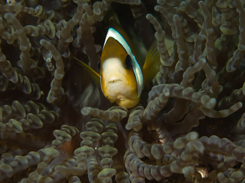 Photo at Nudi's Retreat:  Yellowtail clownfish
