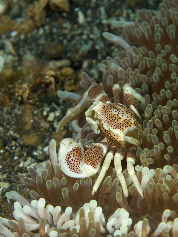 Photo at Teluk Kembulah I:  Porcelain crab