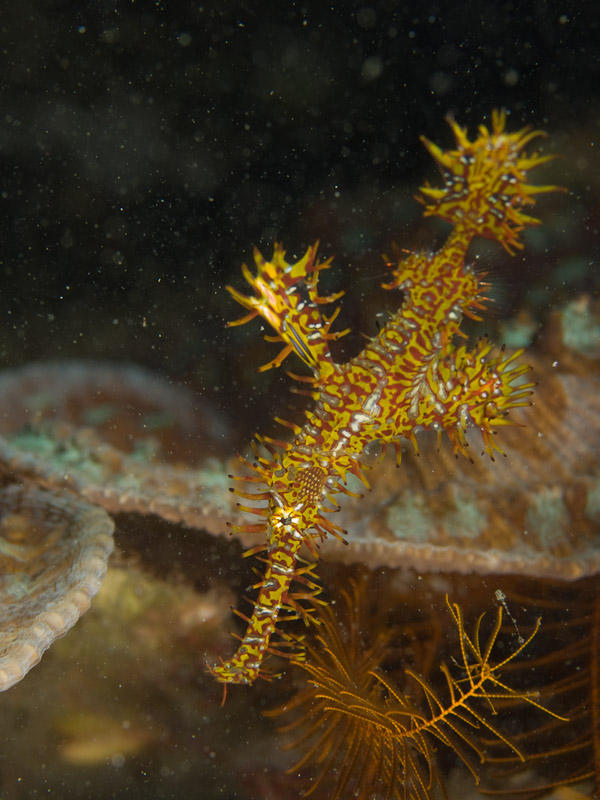 Photo at Teluk Kembulah I:  Harlequin ghost pipefish