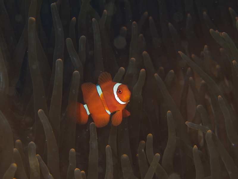 Photo at Teluk Kembulah I:  Spinecheek anemonefish