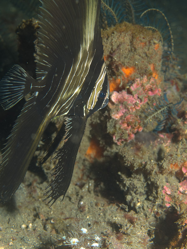 Photo at Aer Prang:  Humpback batfish