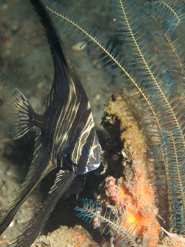 Photo at Aer Prang:  Humpback batfish