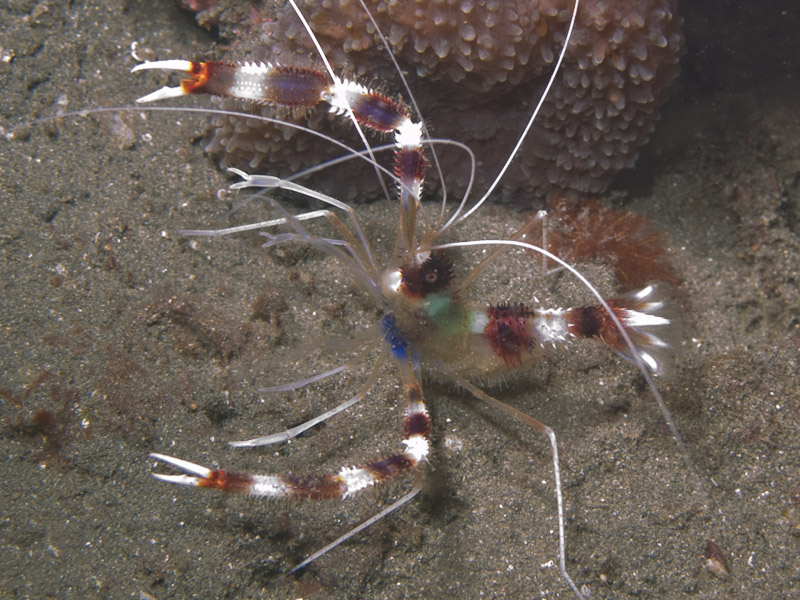 Photo at Aer Prang:  Banded boxer shrimp
