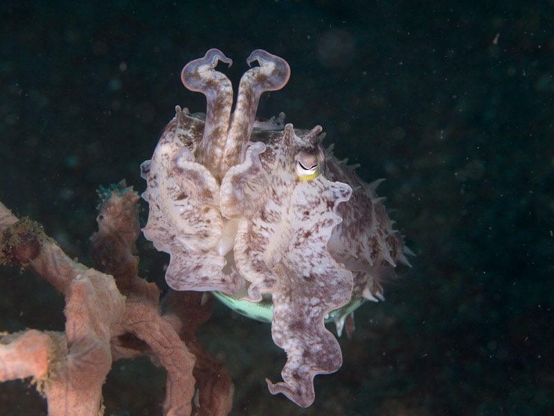 Photo at Police Pier:  Broadclub cuttlefish