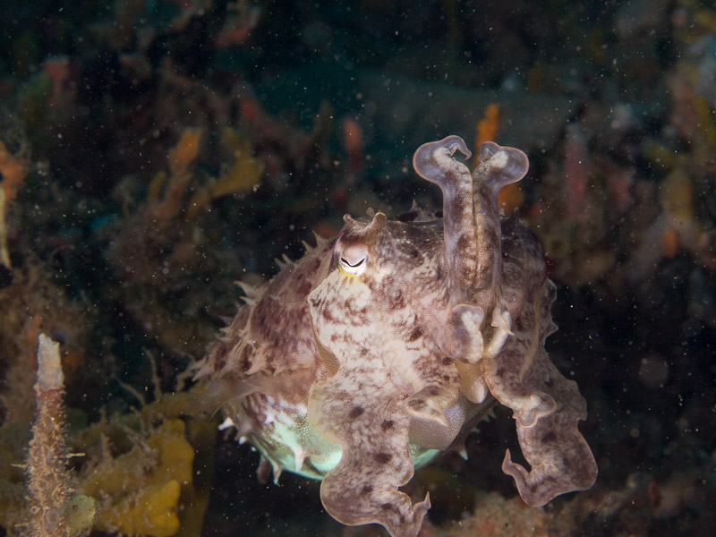 Photo at Police Pier:  Broadclub cuttlefish