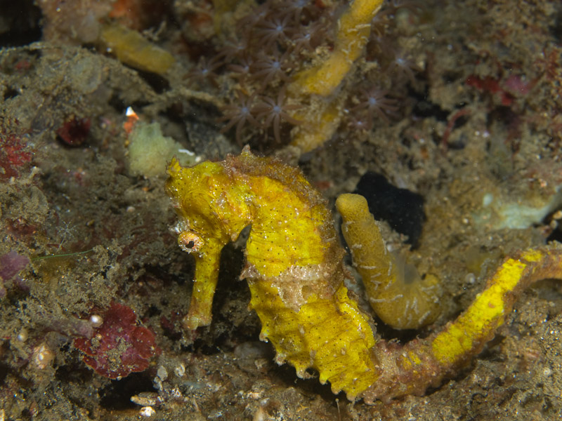 Photo at Police Pier:  Spotted seahorse