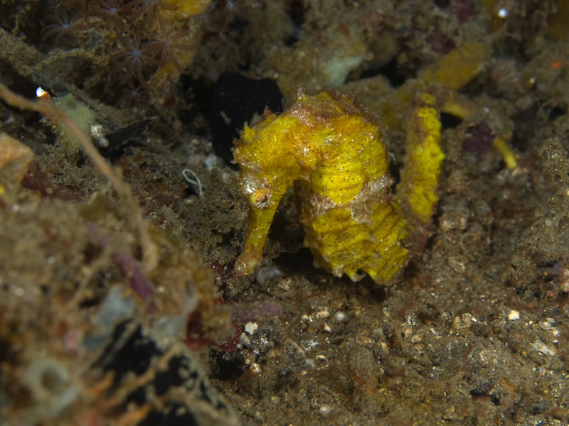Photo at Police Pier:  Spotted seahorse