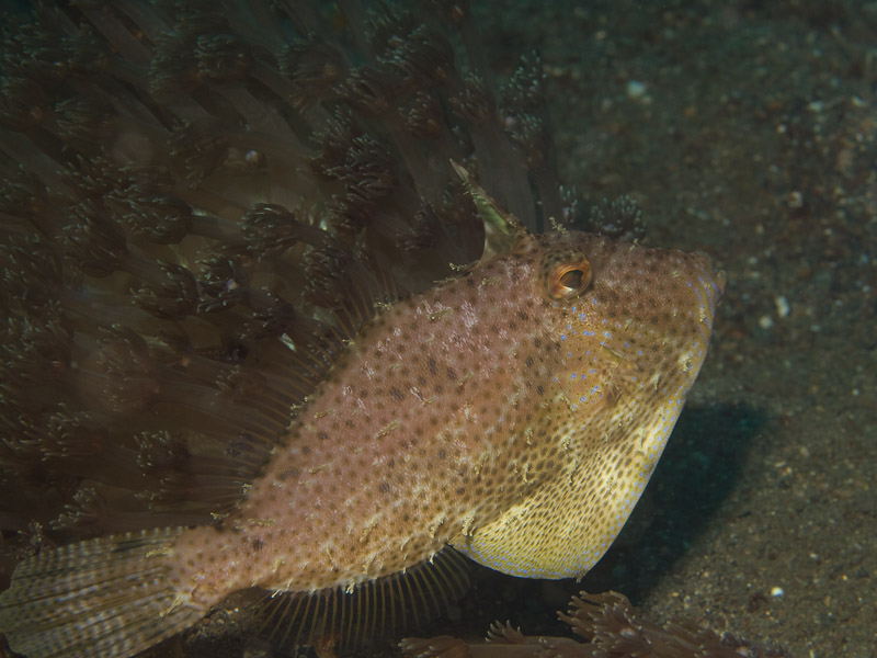 Photo at Police Pier:  Strap-weed filefish