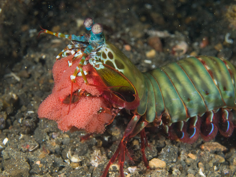 Photo at Police Pier:  Peacock Mantis shrimp
